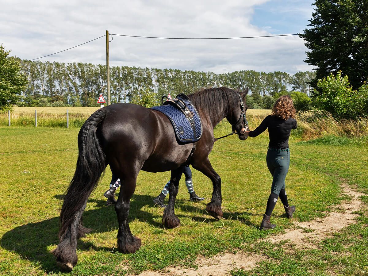Reiten auf unseren Friesen_c80_scale_1335_1000.jpg